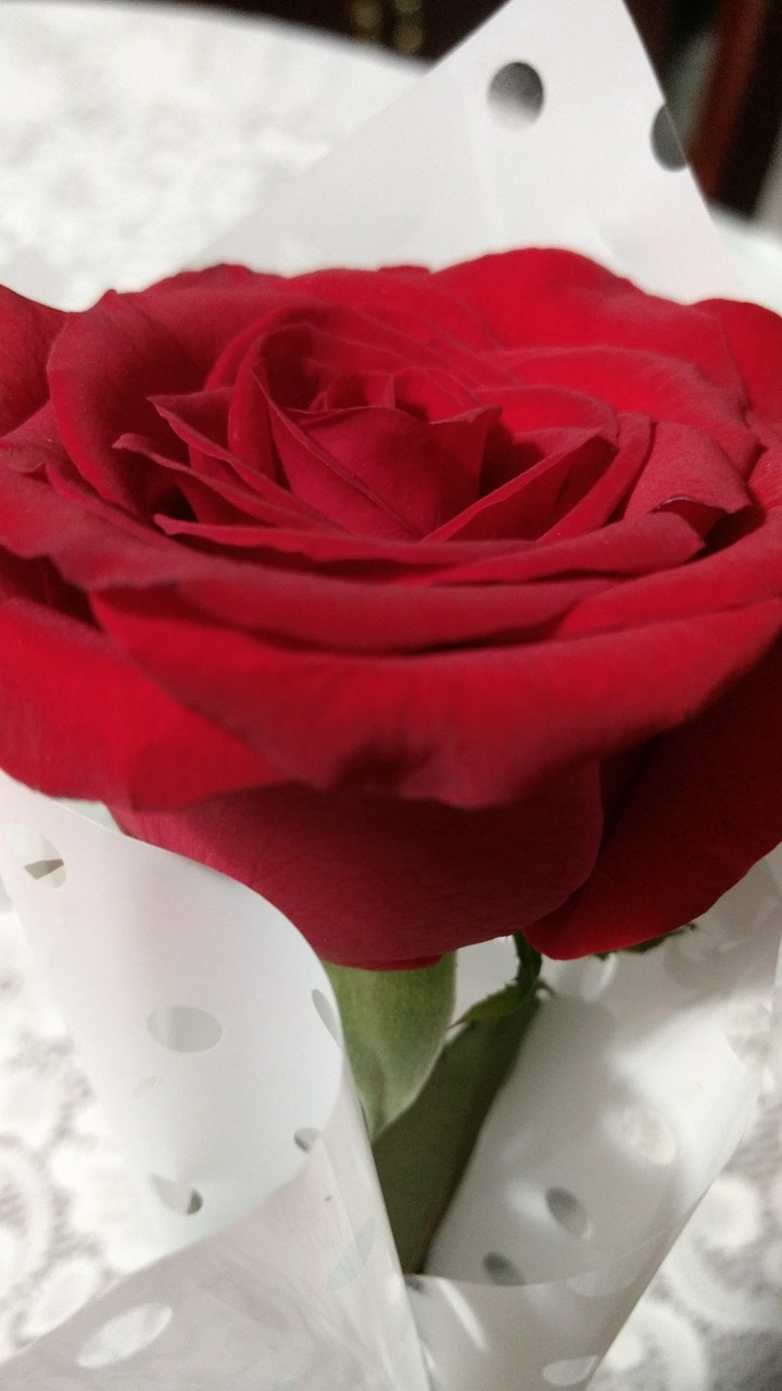Rosa Roja