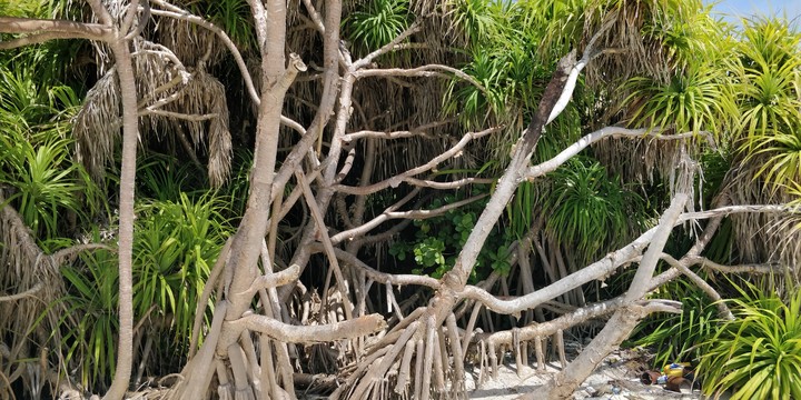 bushes