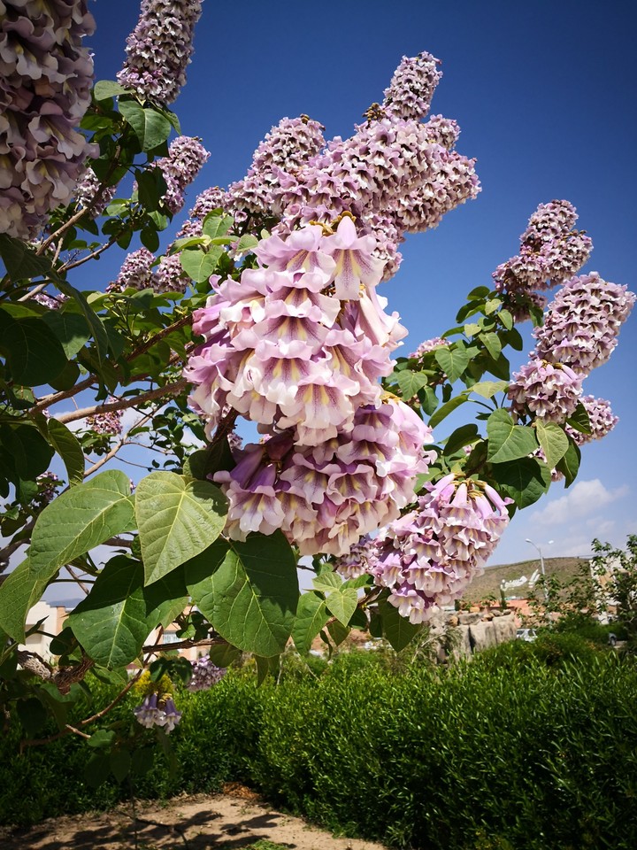 flower