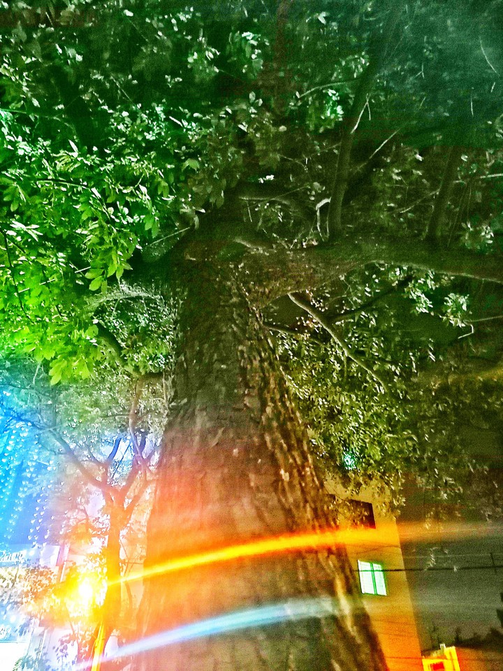 tree