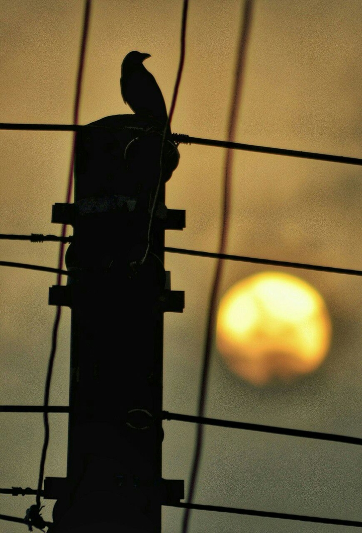 a morning crow