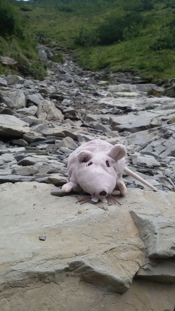 rat