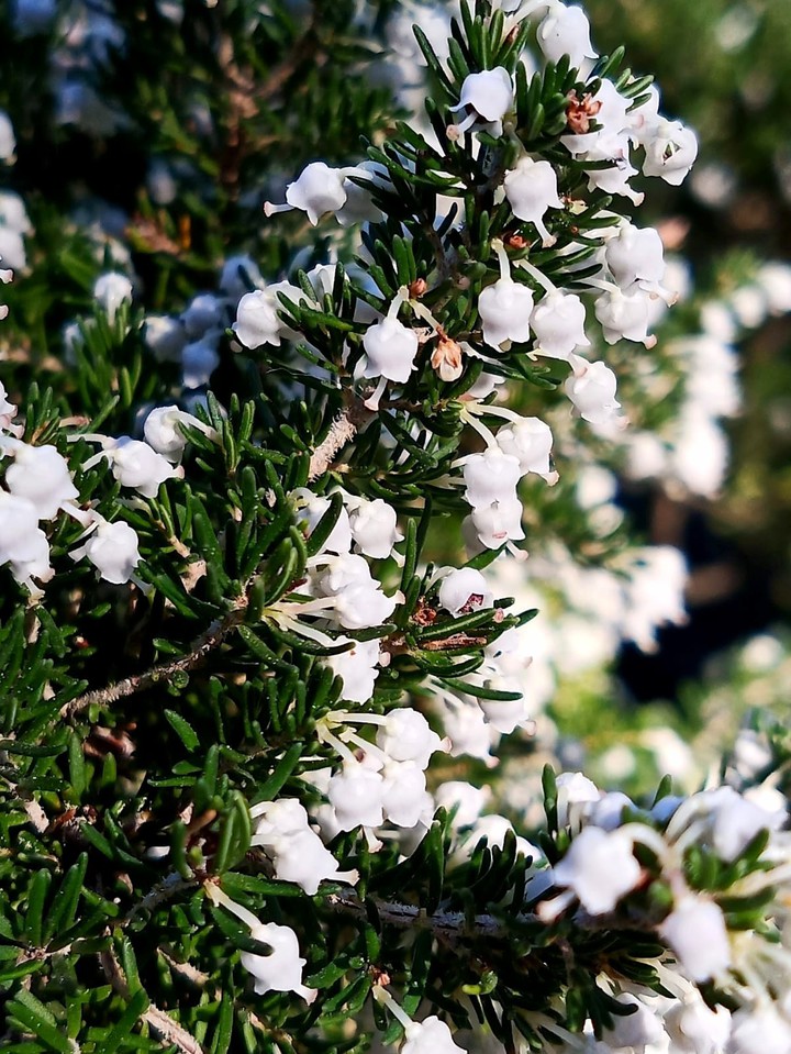 nice flower