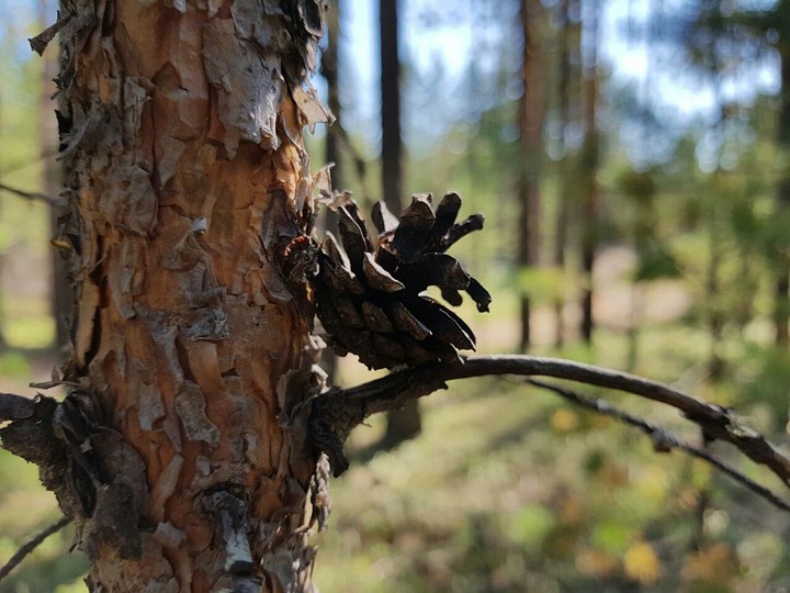 сосновая шишка
