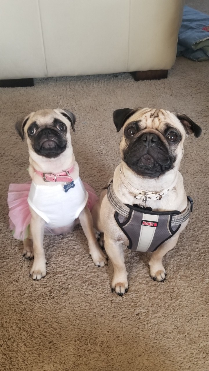 pug