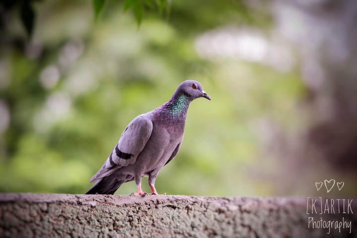 beautiful pigeon more beautiful eyes