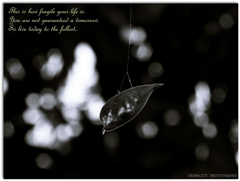 Fragility of life