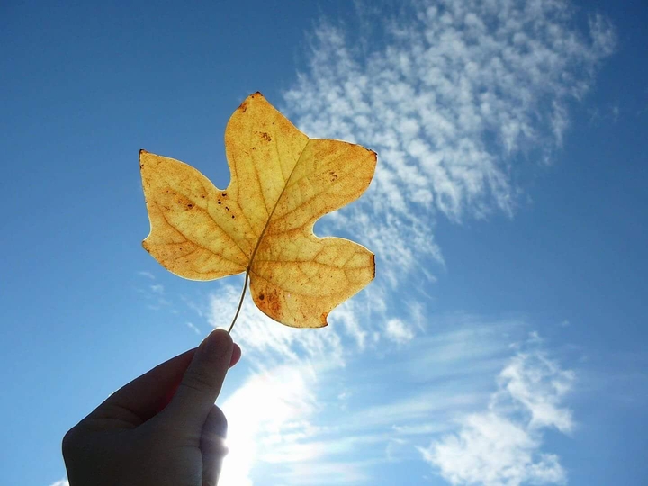 Leaf in the sky