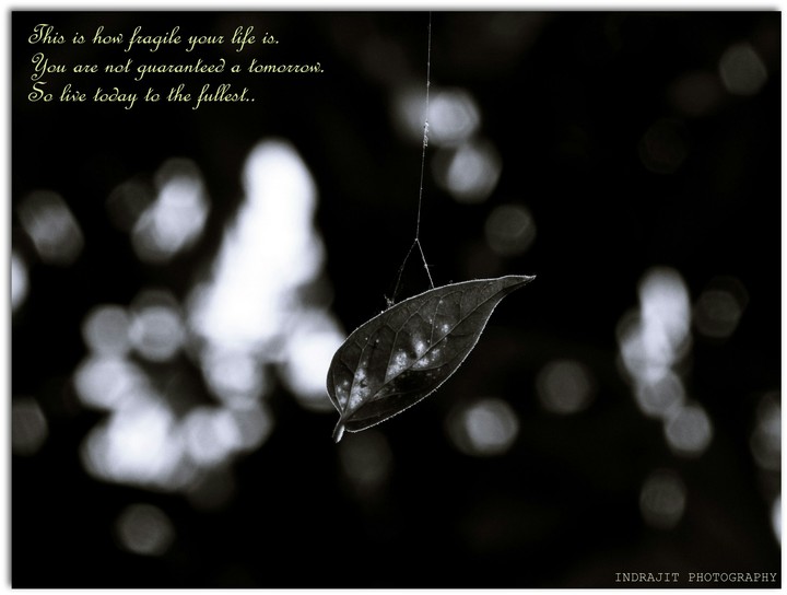 Fragility of life