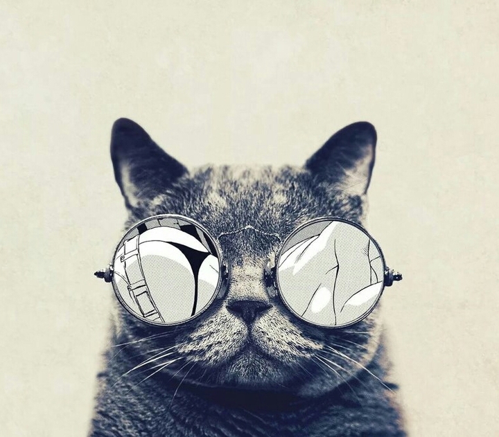 котик