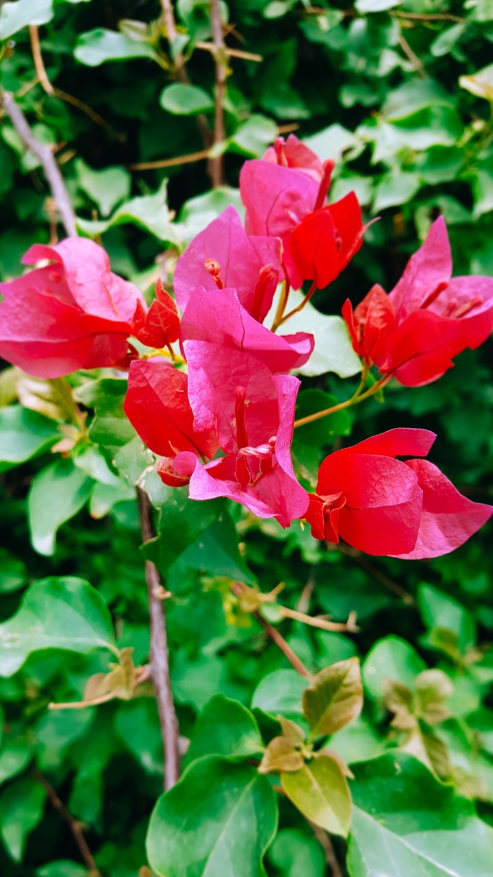 flower