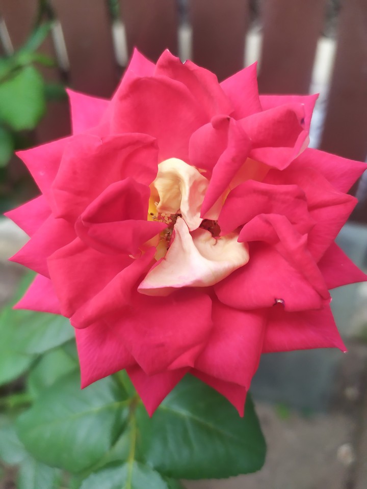 red rose