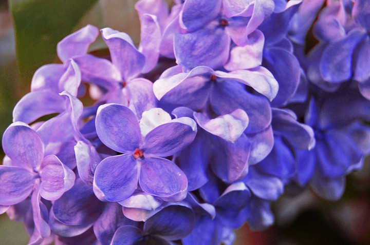 spring сирень