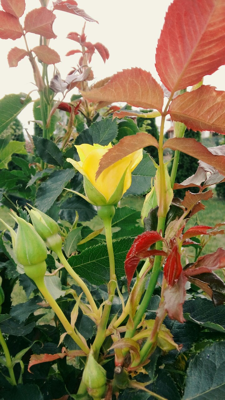 rose
