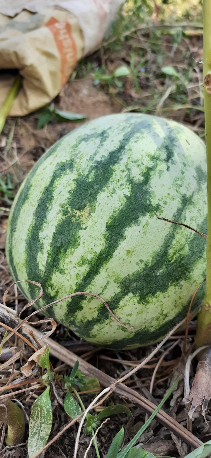 fruit