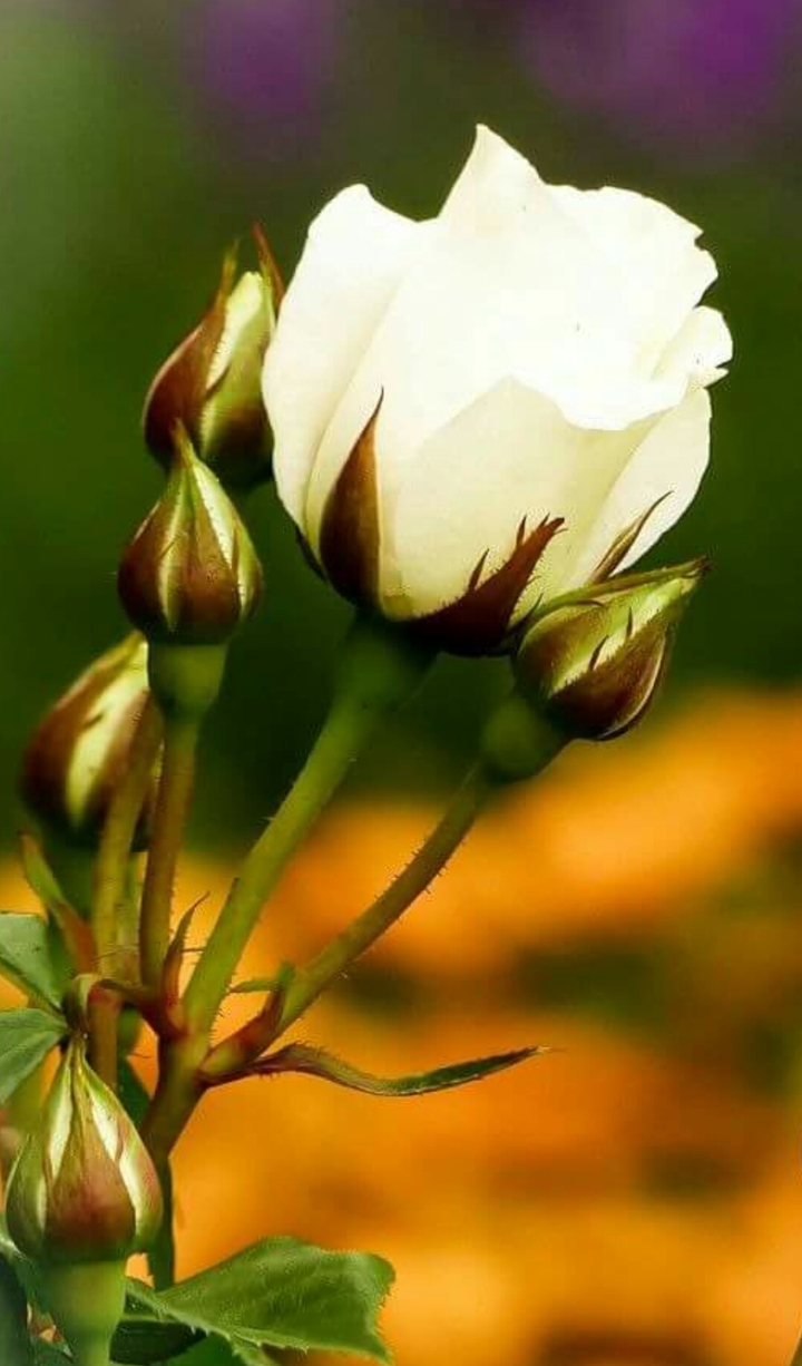 rose