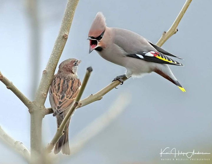 Bohemian Waxwing and sparrow