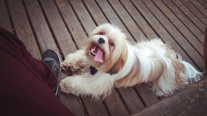 Pet & Dogs