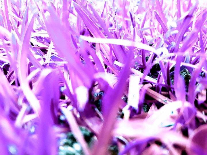 purple grass