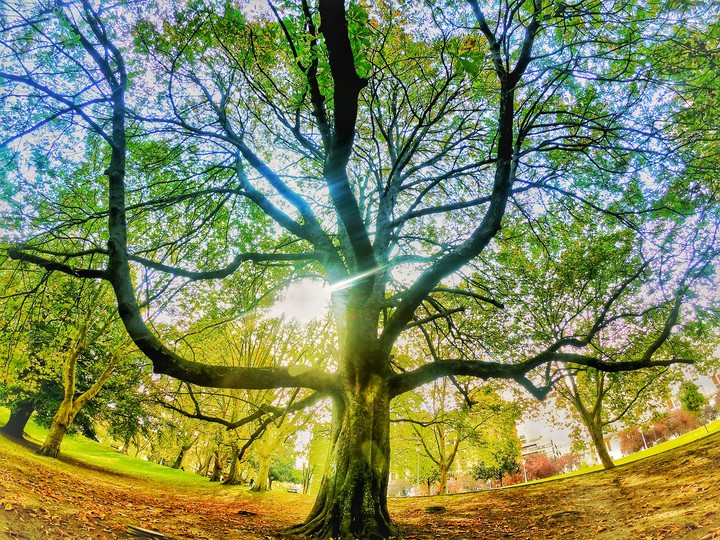 Colourful tree