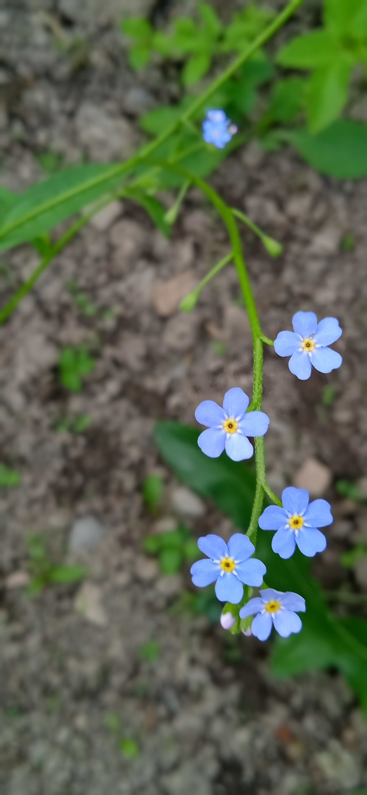 in my garden