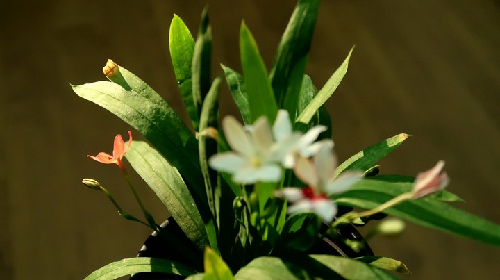 freesia laxa