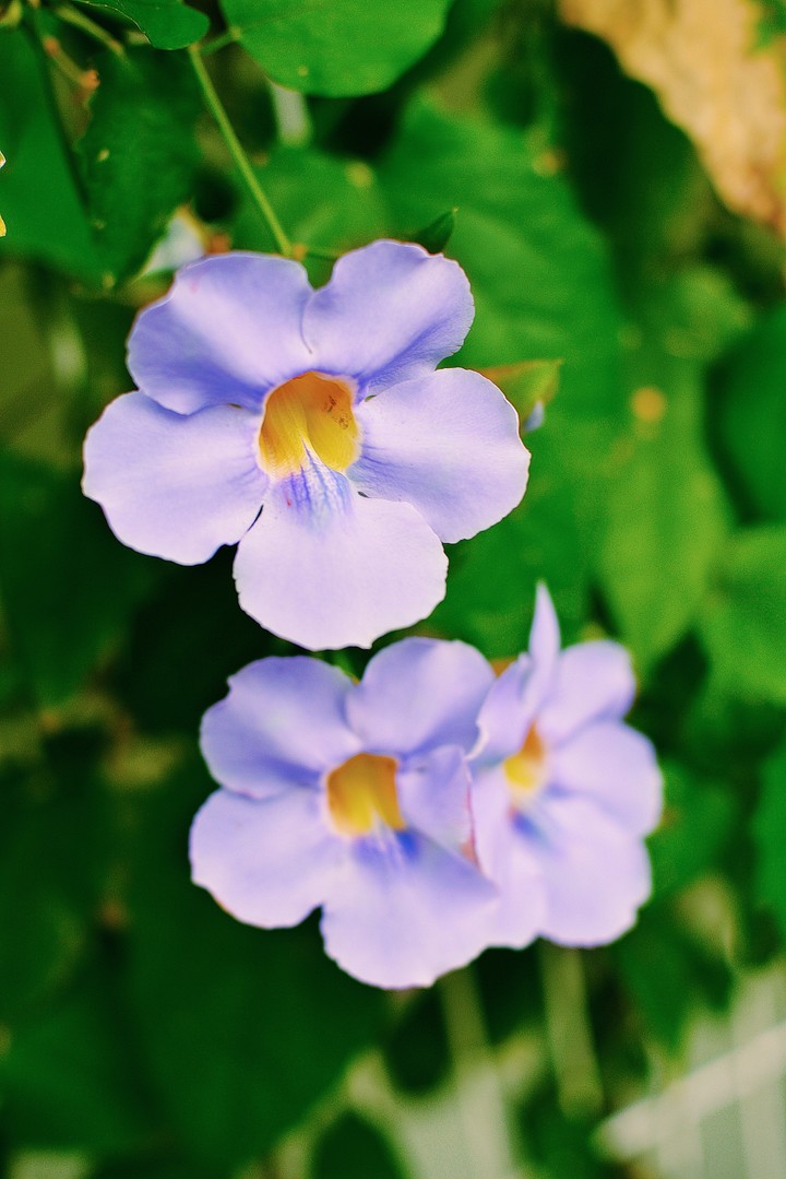 flawers