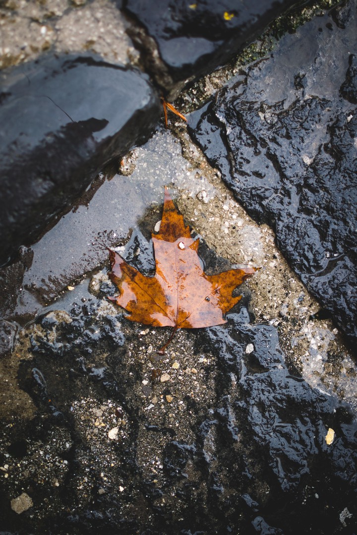Leaf