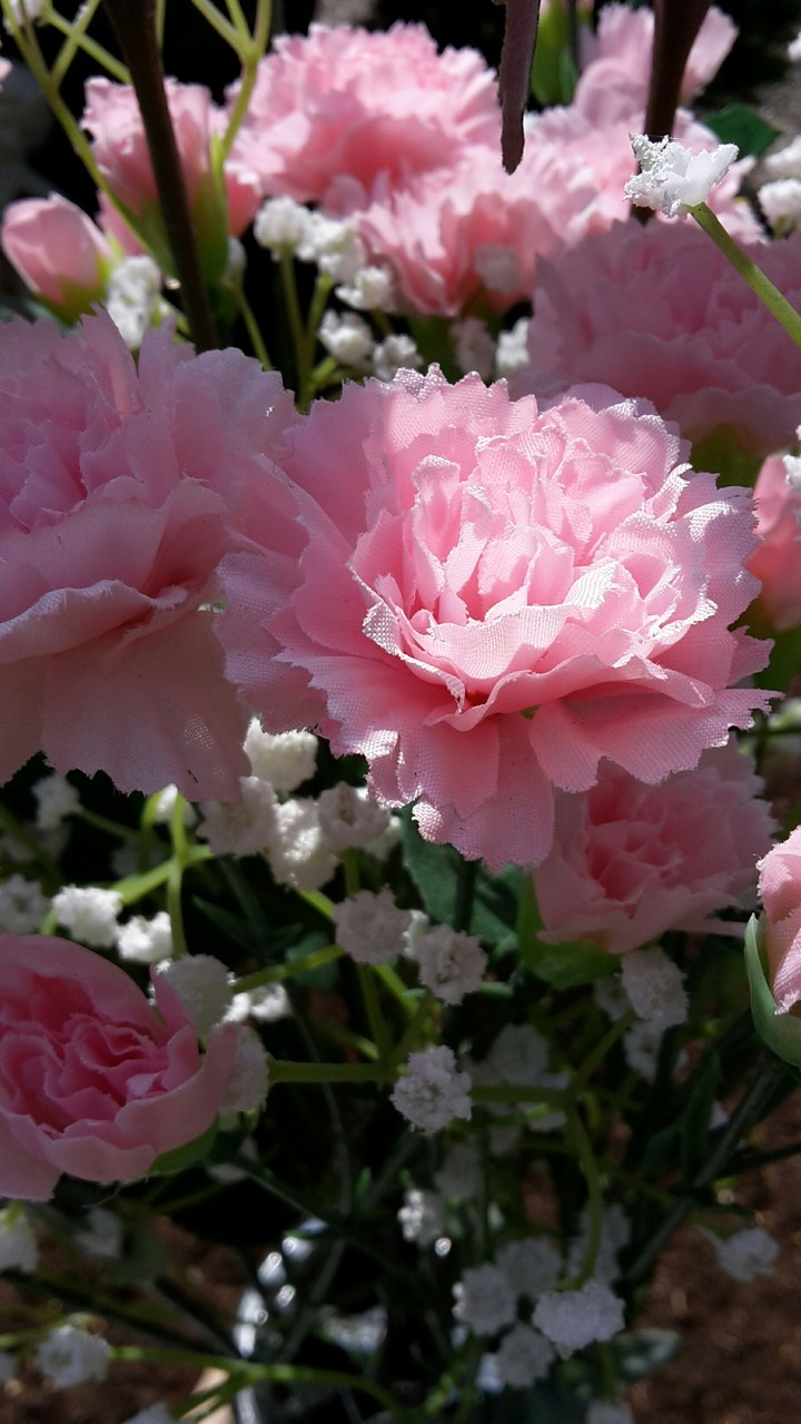 wunderschöne Blume