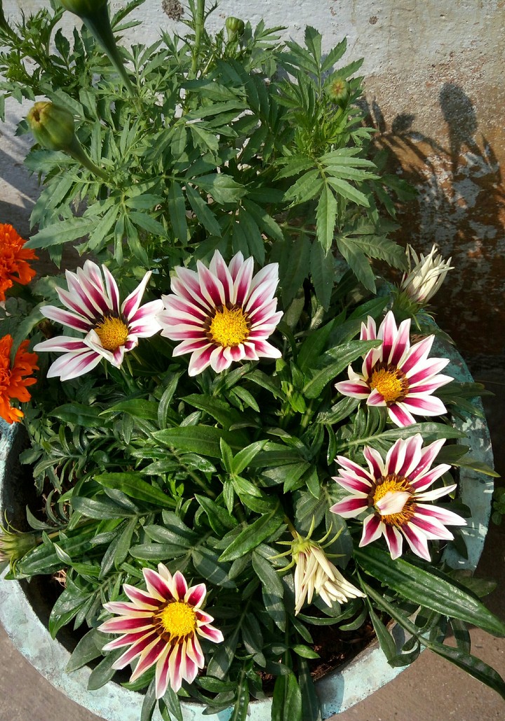 flowers