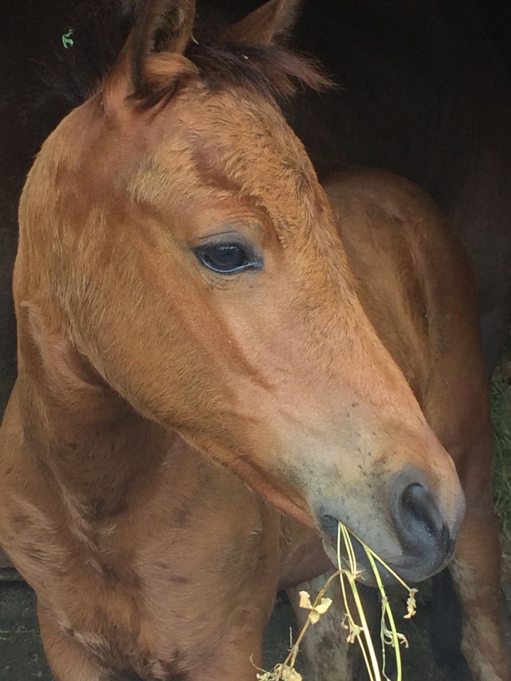 Happy foal