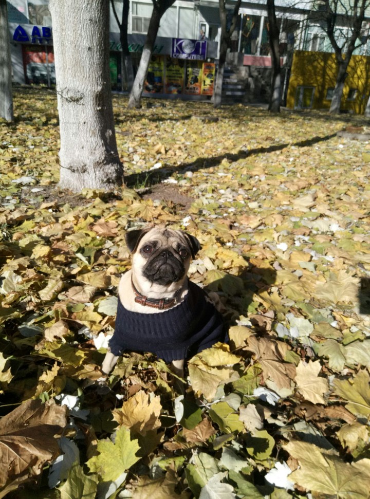Pug