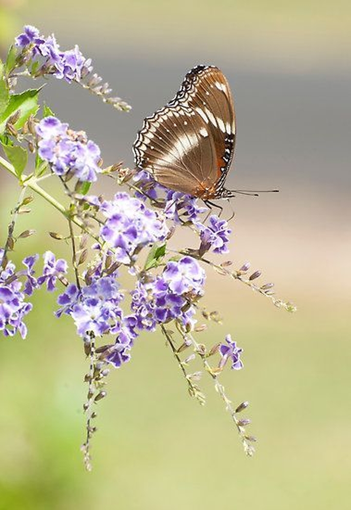 tapety wing, flower