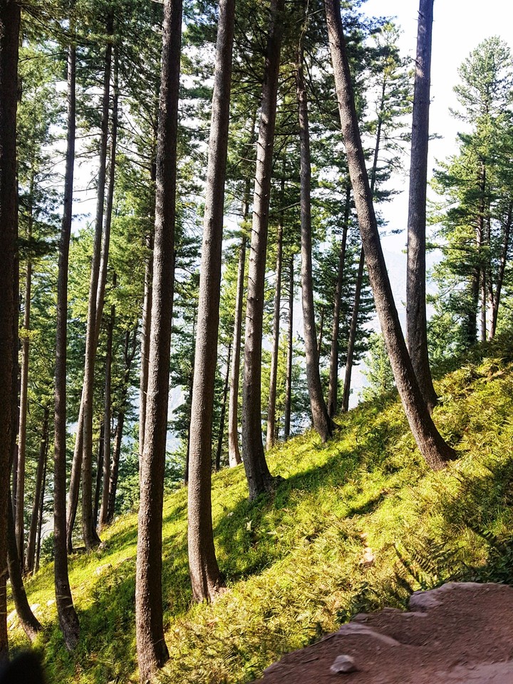 Trees