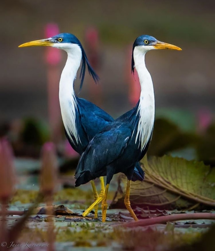 Birds