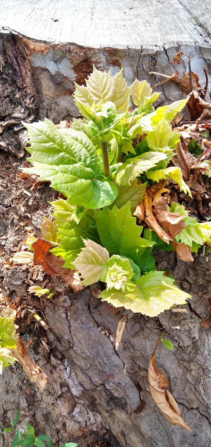 new leaf