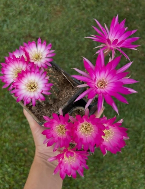 sfondi flowerpot, houseplant