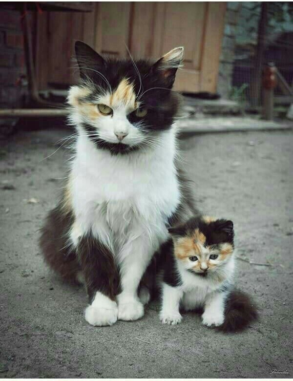 cat