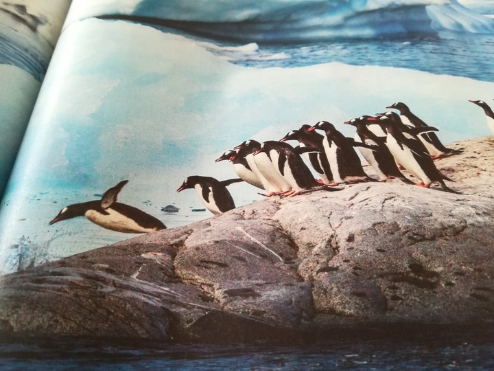 Penguins