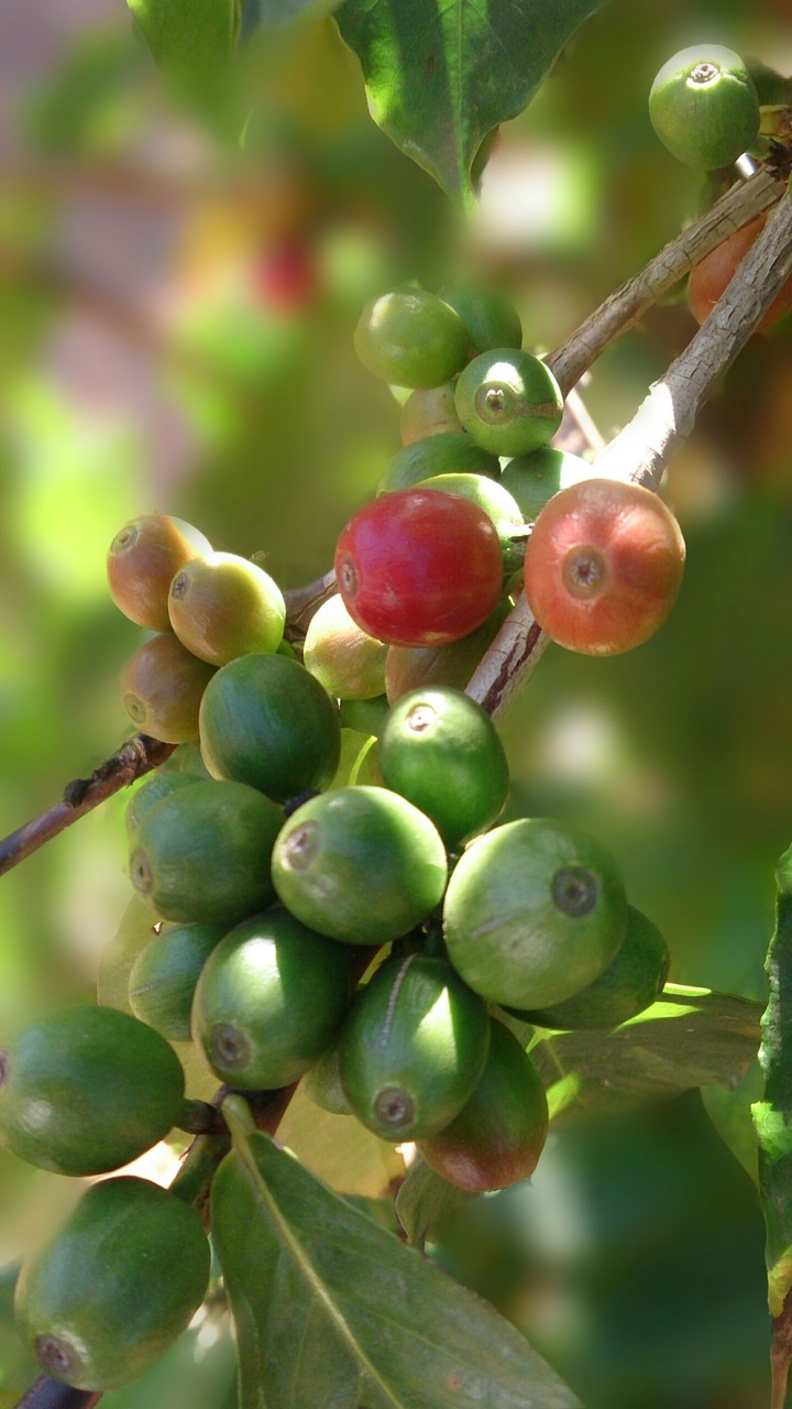 Coffee cherries