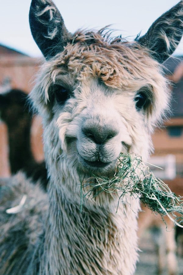 lama