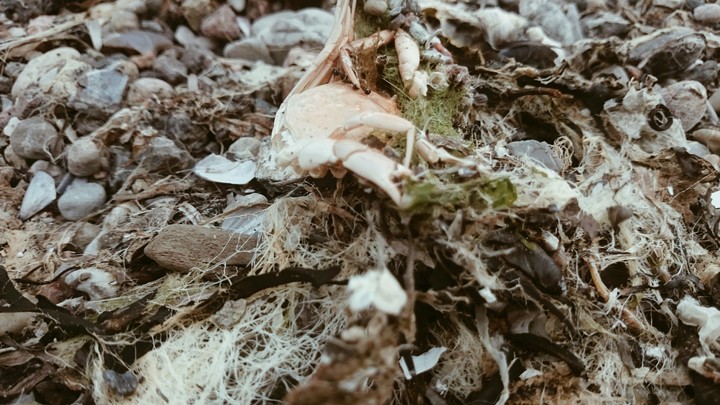 Died Crab