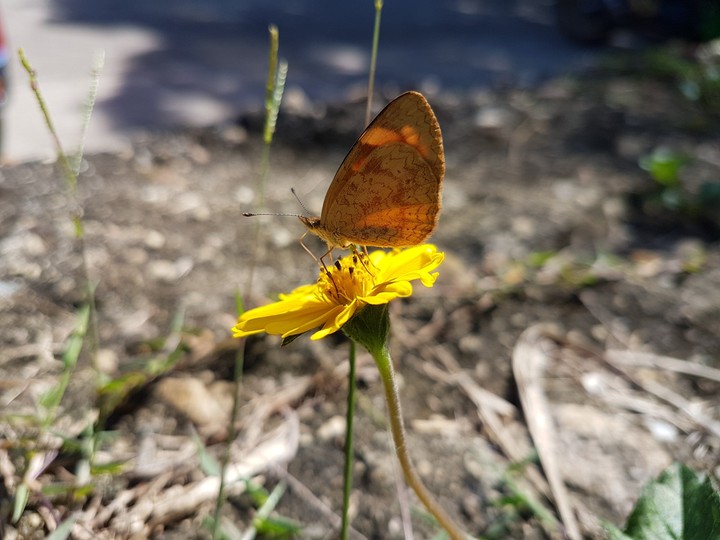 Butterfly