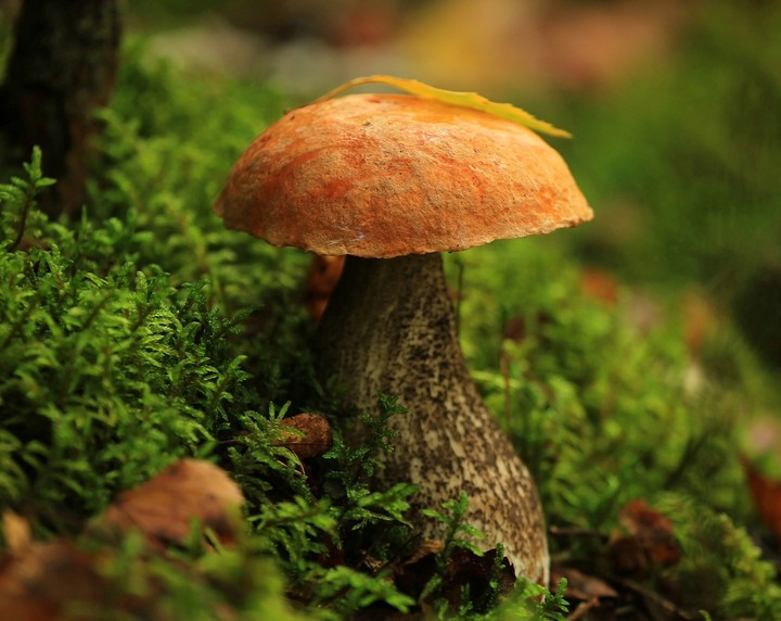 Boletus