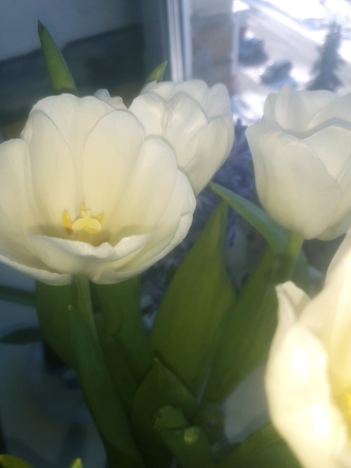 spring is here