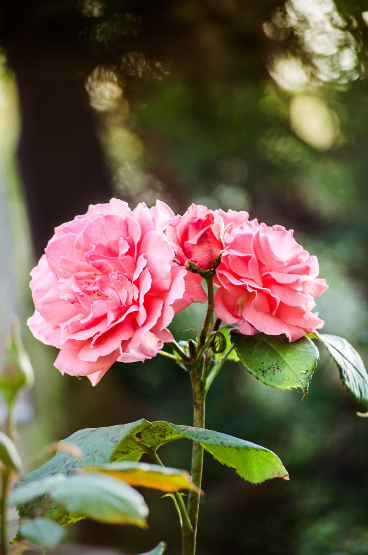Rose 2