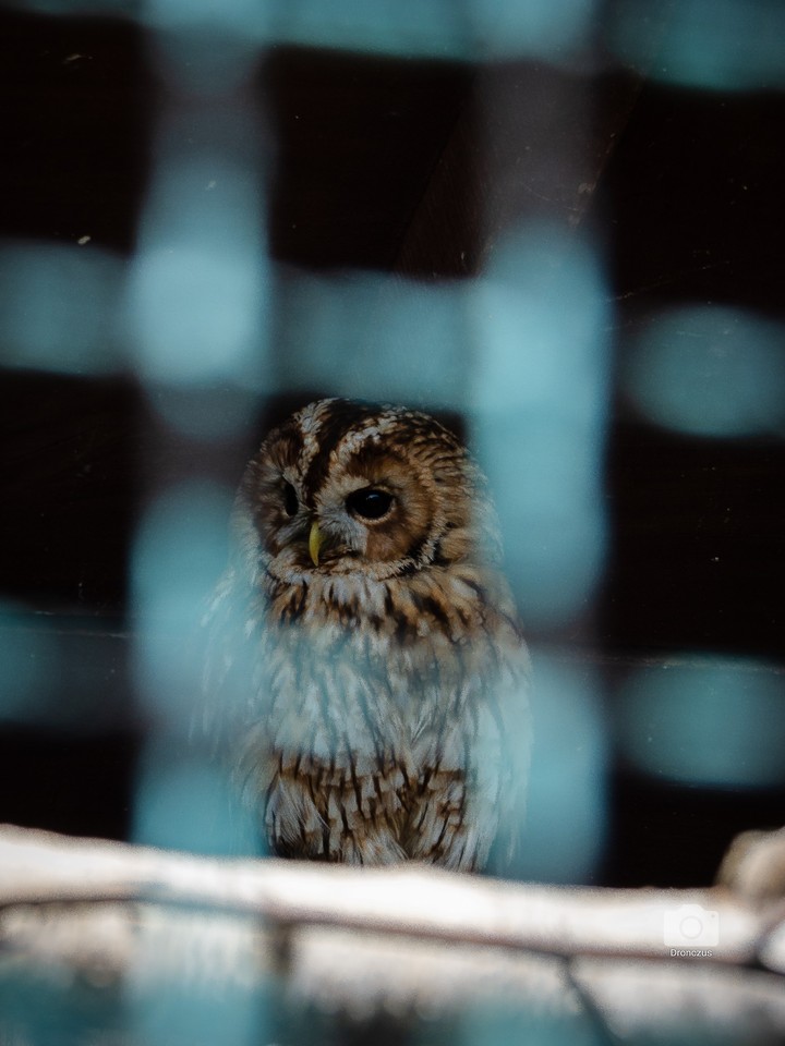 some owl