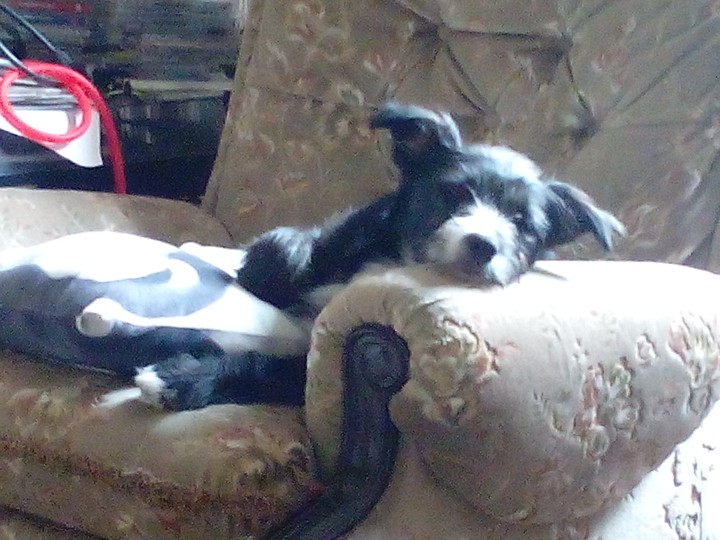 my beautiful puppy  :-)