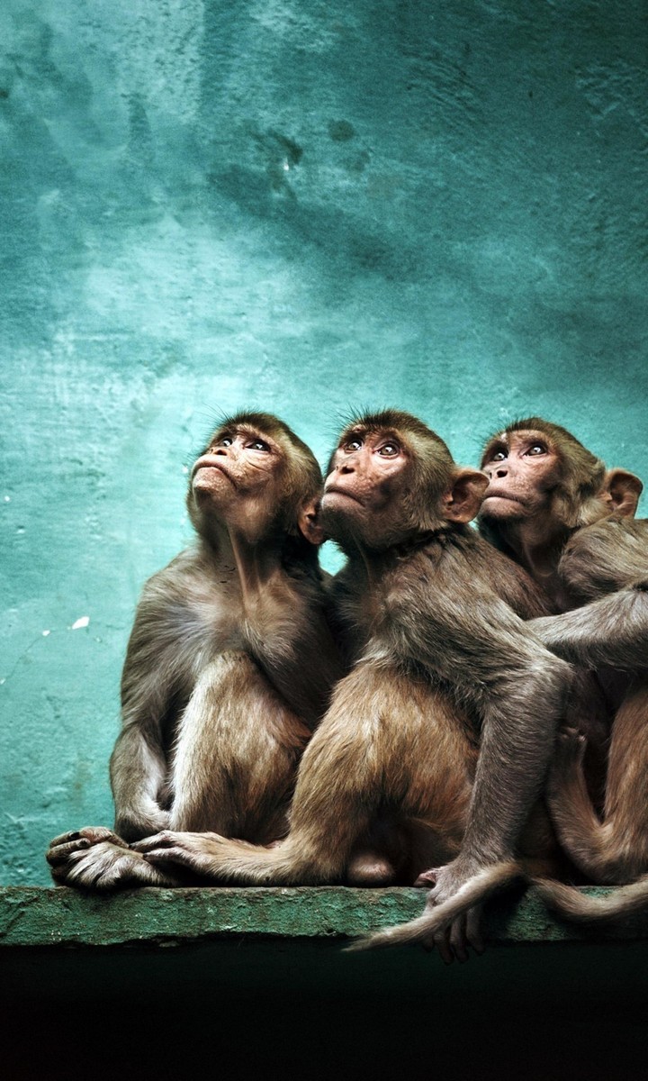 3 beastie#friend #monkey