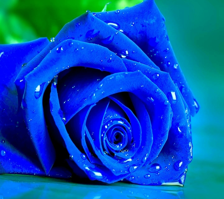 Blue rose